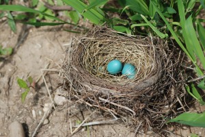 your nest is as good as - ok i'll stop...