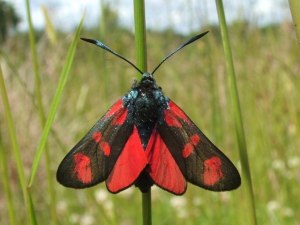 * one pretty moth-er *