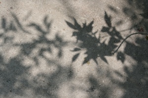 * leaf good enough alone  *