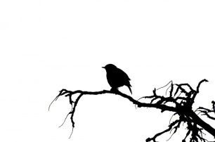 bird-sketch