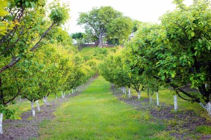 apricot-orchard-261479_960_720