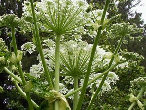 1280px-N3_Queen_Anne's_Lace