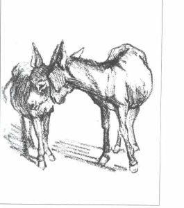 donkeys
