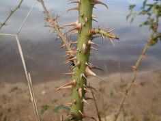Briar_Rose_prickles_(3438080014)