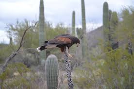 red tail hawk