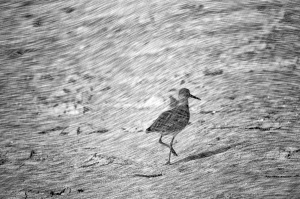 bird-sketch-1517679561sj1